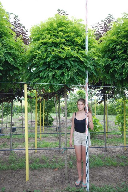 Акація Умбракуліфера - ком/вис.300-360см/Ø130-150см/ШТАМБ 200-220см/обхват 18-20см 